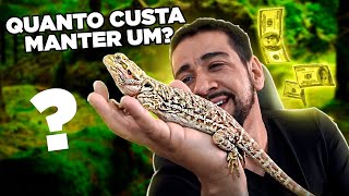 NÃO TENHA UM DRAGÃO BARBUDO ANTES DE VER ESSE VÍDEO  Pogona [upl. by Nniuqal]