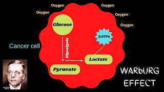 Warburg Effect ll biochemistry ll PET scan ll Radiography simplified [upl. by Eenot]