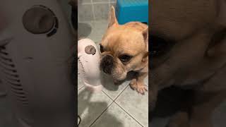 Papino aveva lasciato accesa la stufetta per me e invece …🤪🤪🤪 bulldog ettore pulcino [upl. by Yerot]