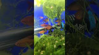 Cherry Tetras Fired Up DaniKenAquatics [upl. by Ydnamron]