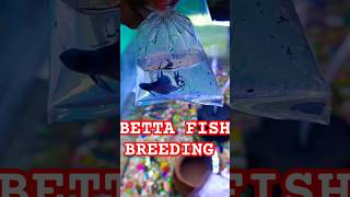 BETTA FISH BREEDINGbettafishtanksetupbettatanksetupbettafishbettafishtankmateaquariumbreeding [upl. by Mab]