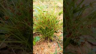 Cyperus shorts cyperus [upl. by Tor]