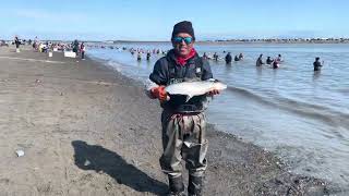 Dipnetting at Kenai and Kasilof Alaska July 22nd 2023 [upl. by Salazar]