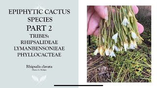 Epiphytic Cactus Species Part 2 Rhipsalis and more [upl. by Ladnik448]