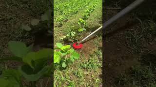 Fast weed removal method 👍 agricultre farming method shorts video [upl. by Hasin486]