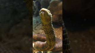 Deadly Sea Snake 🐍💀 wildlife animalfacts seasnake [upl. by Annawat554]