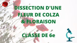 Dissection dune fleur de colza et floraison [upl. by Bridwell]