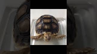 African Sulcata Tortoise Hatchling [upl. by Kred]