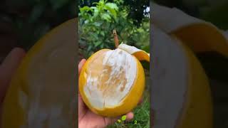 Abiu Fruit Live Plant Pouteria Caimito [upl. by Feilak433]