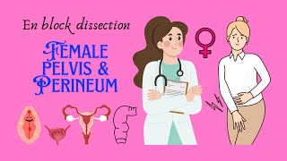 En block dissection of perineum female perineum female pelvis female anatomy and biology [upl. by Tur]