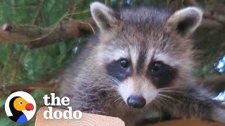 Raccoon Still Visits Her Favorite Human Years After She Was Released In The Wild  The Dodo [upl. by Enelrahs698]