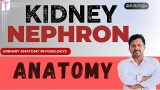 Kidney Anatomy Malayalam Nephron Anatomy Malayalam Urinary System Anatomy Physiology Malayalam [upl. by Eelarac427]