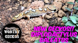 NEW GECKO UNBOXING Diplodactylus galeatus  Helmeted Geckos From WORTHY GECKOS 🦎 [upl. by Victorie]