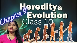 अनुवांशिकता और जैव विकास। heredity genes inhindi क्लास10 [upl. by Jillana]