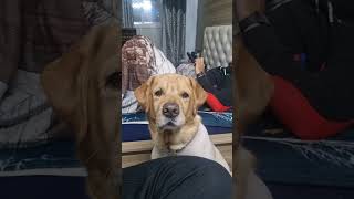 Browney ❤️dog doglover dogshorts doglife ytshorts youtubeshorts yt viralvideo video vlog [upl. by Fulmis490]