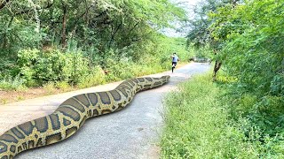 Anaconda Snake Attack In Real Life 4 [upl. by Lindy]