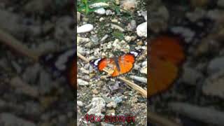 🦋 Danaid eggfly female 40x slow mo [upl. by Auburta]