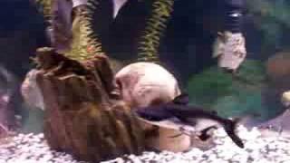 Fish Tank Oscars Shark Cats ScatsPuffer Monos RDevil [upl. by Brookhouse775]