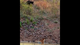 Tigress amp Sloth Bear  Tadoba [upl. by Whit]