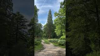 Giant Sequoia Tree in New Forest National Park  Hampshire  England travel shorts visitengland [upl. by Nishom]