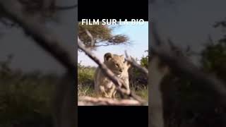 explore film france filmcomplet leroilion movie [upl. by Norrek]