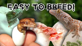 7 Easiest Reptiles To Breed For Beginners [upl. by Nnuahs682]