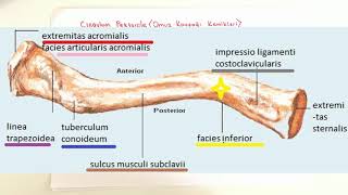 ANATOMİ10KONUÜst Ekstremite Kemikleri Clavicula [upl. by Thom]