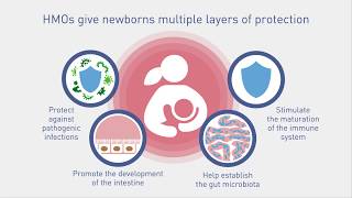 The Benefits of Human Milk Oligosaccharides HMO on Immunity [upl. by Gomer]