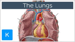 Lungs Definition Location amp Structure  Human Anatomy  Kenhub [upl. by Aneehc]