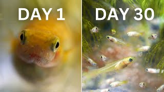 How Easy is Guppy Breeding  30 Day Experiment [upl. by Htevi]