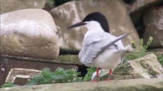 Roseate Terns  RSPB Coquet Island [upl. by Wachter]