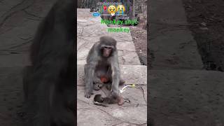 Monkey video song shot movie [upl. by Magree]