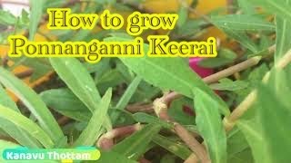 பொன்னாங்கன்னி கீரை வளர்ப்பு எப்படி   How to grow Ponnanganni keerai [upl. by Nevaed]