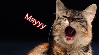 Мяуканье Посмотрите на реакцию Вашей кошки Звуки кота Cat sounds Meow meowcat voice [upl. by Akiemat]