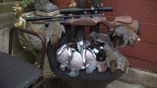 Airgun hunting BSA R10 VS SQUIRRELS [upl. by Kristel]