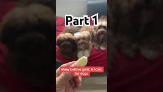 Garlic for dogs Part 1 [upl. by Eltsyrhc]