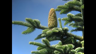 Keying Out Abies procera Pinaceae noble fir [upl. by Ennalorac]