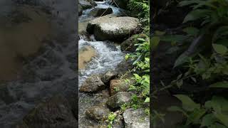 stress relief meditationwater sounds and bird soundsshortsvideo stressrelief watersounds nature [upl. by Woehick566]