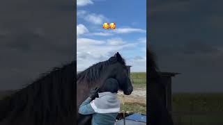 Les gratte gratte de maman 🥰🥰 cheval chevaux chevalpassion [upl. by Aicnorev]