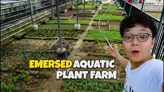 The COOLEST EMERSED AQUATIC PLANT FARM in SINGAPORE [upl. by Dichy]