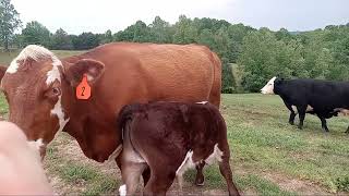 Banding bull calves vs castration [upl. by Utley537]