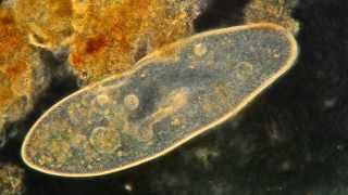 Paramecium Feeding Magnified 400X High Definition [upl. by Dressel]