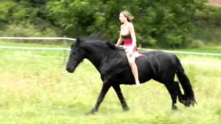 Galop en liberté en prairie avec Noche frison [upl. by Jaunita]