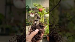 Clip and Grow Ficus Bonsai [upl. by Delp]