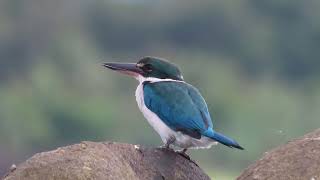 Collared Kingfisher [upl. by Talia]