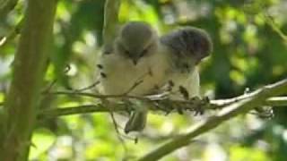 Fledgling Bushtits  060707 [upl. by Emsmus542]