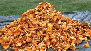 How to find 20 kg chanterelles in a day Lets follow the Chanterelle king for a day [upl. by Ardien]