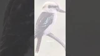 Terrifying Bird Calls That Will Give You CHILLS PART1 shorts [upl. by Ehcar]