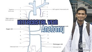 Intercostal vein [upl. by Eblehs881]