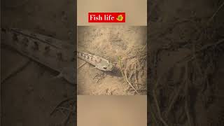 Fish life 🐠fishlife subscribemychannel [upl. by Ibob]